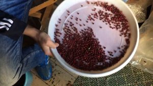 Как быстро перебрать, очистить ягоду от мусора