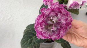 Глоксинии. Новые сорта моей селекции