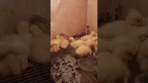 Как я исправила кривую шейку у гусенка за 2 дня .