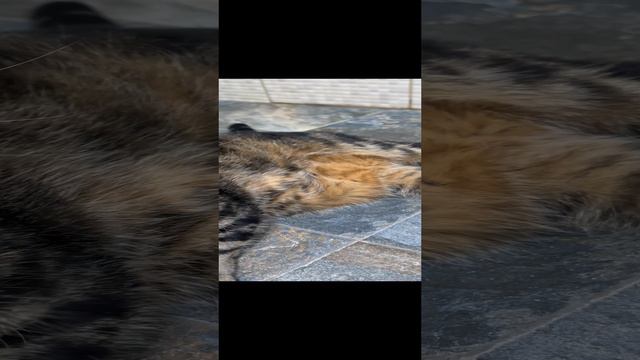 ЧЕССИ🐯МОЙТЕ🧩ЧЕШИТЕ МЕНЯ