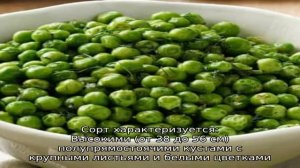 Самые популярные сорта нута — описание и характеристики