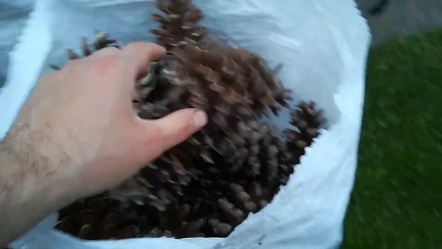 Крупные Шишки Видовой сосны Гриффити (Валлиха, Гималайская) Для Сада, Украшения, Игрушек. смотреть онлайн