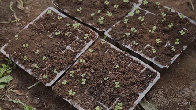 "나의 한 편의 사계절" #3 : 한국 시골의 봄 여름 가을 겨울을 담다 смотреть онлайн