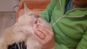 Почистим уши, глаза, нос коту. Мейн-кун.