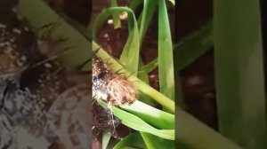 Гусеница ест траву.