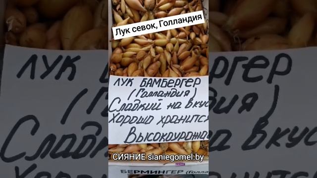 Лук севок, Голландия уже в продаже