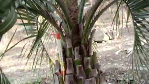 Пальмы в открытом грунте- (Butia)Бутия