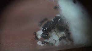 Tetramorium caespitum