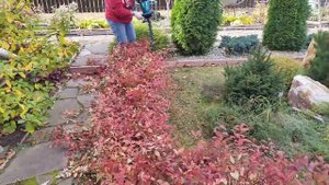 Осенняя обрезка декоративных кустарников и хвойных на участке. Обработка плодового сада.