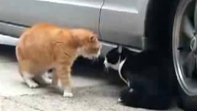 Кот рычит на другого кота смотреть онлайн