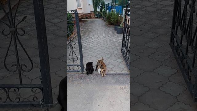 КОШКА С КОТЯТАМИ и возможно их папа, но я в сомнении))) 🐈🐈⬛ #shorst #alanya #коты смотреть онлайн