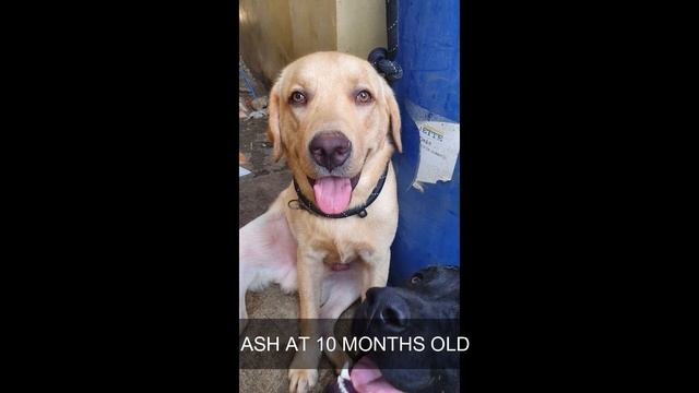 3months old puppy to 1 year adult | Labrador Retriever смотреть онлайн