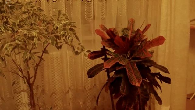 Видеокамера ORDRO смотреть онлайн