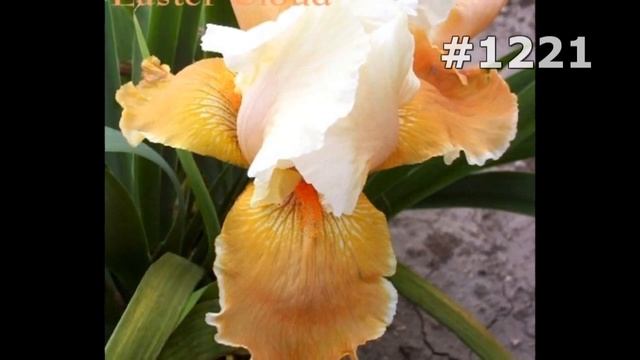 #1221. Ирисы - очень красивые цветы смотреть онлайн