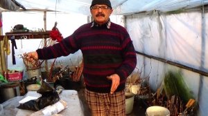 Что делать с саженцами винограда, полученными поздней осенью!