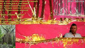 Укоренение инжира черенками. Проращивание черенков инжира. Как укоренить инжир. Размножение инжира.