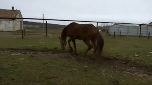 Когда застоялся конь( лошади)