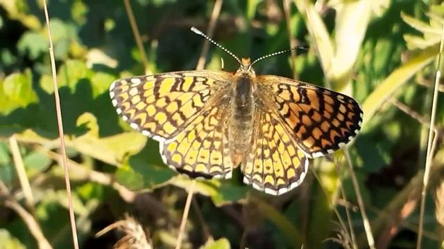 Бабочка Шашечница. Завораживает, правда?!#Shorts смотреть онлайн