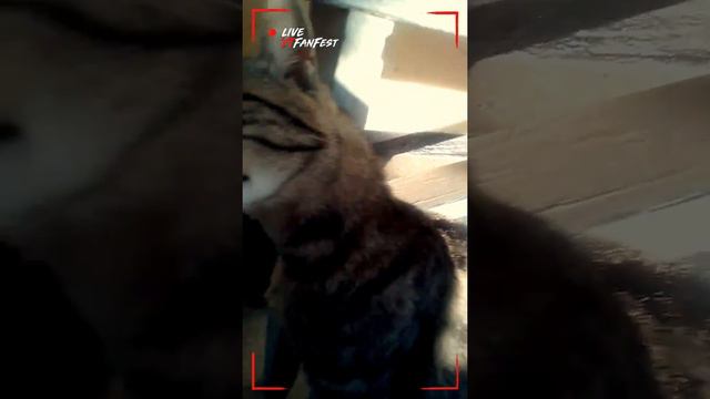 Кот гонится за мной и грызёт камеру... смотреть онлайн