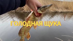 16.03.24 ГОЛОДНАЯ ЩУКА на небольшом канале Ростова-на-Дону