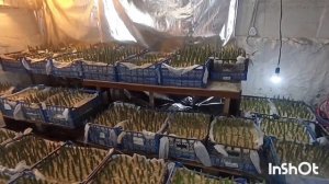 Выгонка ТЮЛЬПАНОВ на 8 Марта