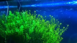 Хемиантус микрамтемоидес.Аквариумные растение.