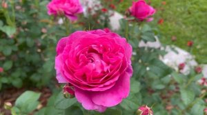 Rose - James L. Austin