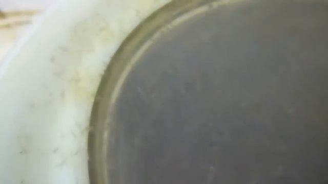 выклев личинки озерной пеляди (Coregonus peled)