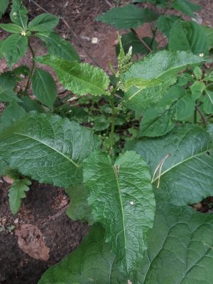 143. Щавель туполистный - Rumex obtusifolius