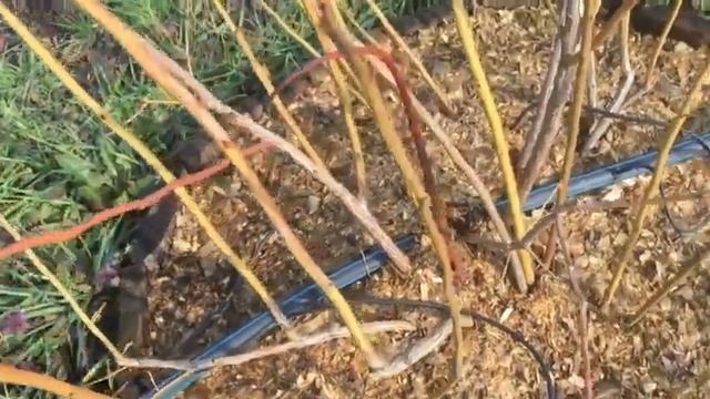 Обрезка куста ГОЛУБИКИ высокорослой!