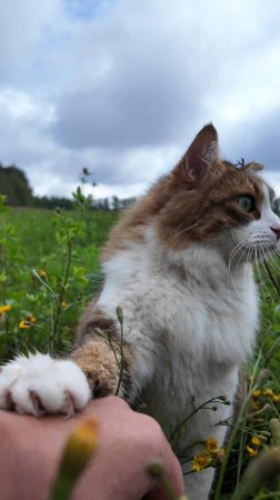 Все, я сказал, не приставай.😼