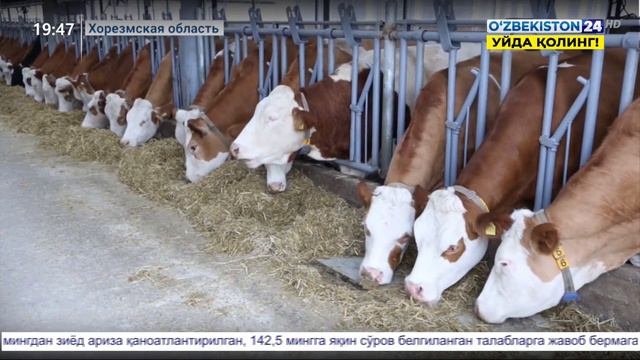 Животноводство: отклики на создание удобств для ведения деятельноси в период карантина