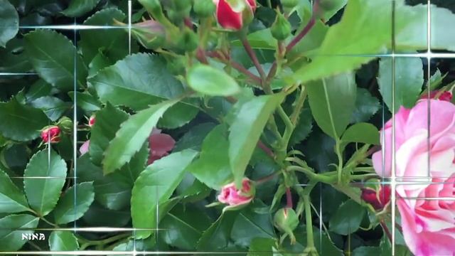 Послушайте СБОРНИК Прекрасной МУЗЫКИ С. Грищука, Созерцая Очарование Роз! смотреть онлайн