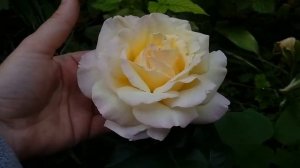 Чайно-гибридная роза ГЛОРИЯ ДЕЙ (Rose Gloria Dei)