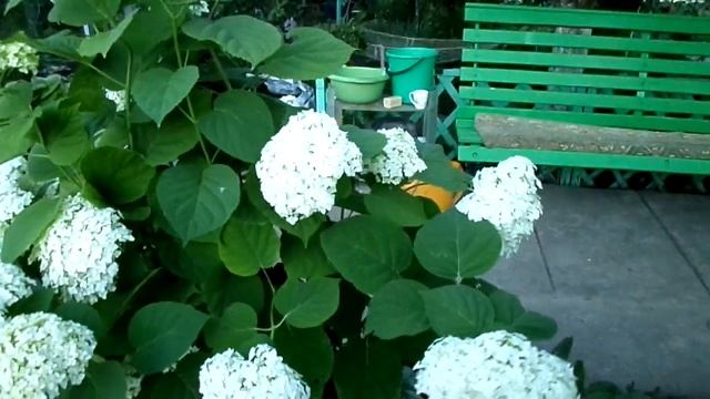 Цветет роза рамблер, обзор сада 22 июня смотреть онлайн