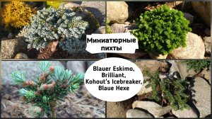Миниатюрные пихты. Blauer Eskimo, Kohout's Icebreaker, Blaue Hexe, Brilliant ( 2022 г.)