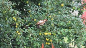 Необычная окраска дятла - коричневый. И другие птицы утром