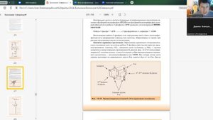 синтез пуриновых и пиримидиновых оснований