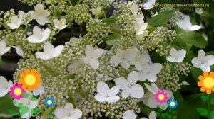 Гортензия метельчатая гринспайр. Краткий обзор, описание характеристик hydrangea paniculata