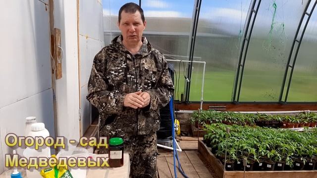 Эффективная подкормка рассады томатов перед высадкой смотреть онлайн