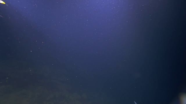 Caribbean Reef Shark Investigates Hercules | Nautilus Live смотреть онлайн