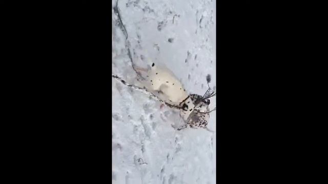 Далматинец Леля и Макс смотреть онлайн