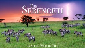 Серенгети В 4К Фильм О Дикой Природе С Музыкой
The Serengeti 4K Wildlife Film With African Music
