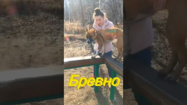АМЕРИКАНСКИЙ СТАФФОРДШИРСКИЙ ТЕРЬЕР// дрессировка на площадке