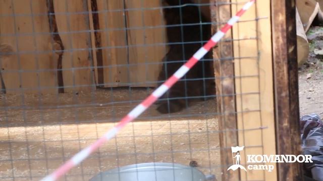 Что произойдет, если мы начнем понимать речь животных? смотреть онлайн