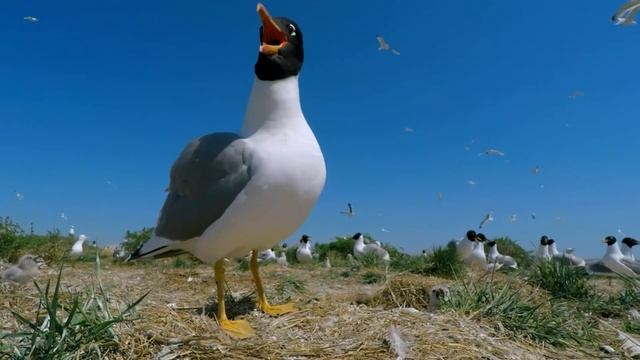 24 - Певчие птицы России * ЧЕРНОГОЛОВЫЙ ХОХОТУН *
