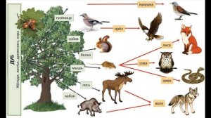 Окружающий мир 2 класс ч.1, тема урока "Невидимые нити", с.64-67, Школа России