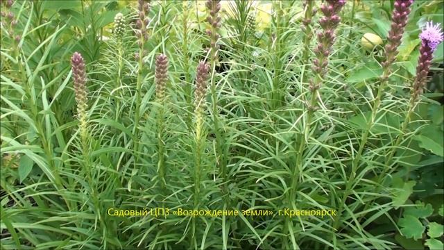 Лиатрис, многолетник для дачи. смотреть онлайн