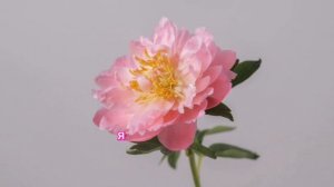 АФФИРМАЦИИ АФРОДИТЫ 👑ЖЕНСТВЕННАЯ И КРАСИВАЯ УСИЛИВАЕТ ЖЕНСКИЙ МАГНЕТИЗМ🌹