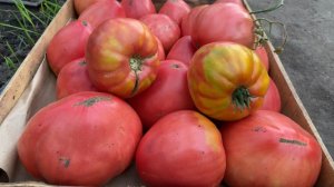 ЛЮБИМЫЕ ТОМАТЫ СИБИРЯКОВ